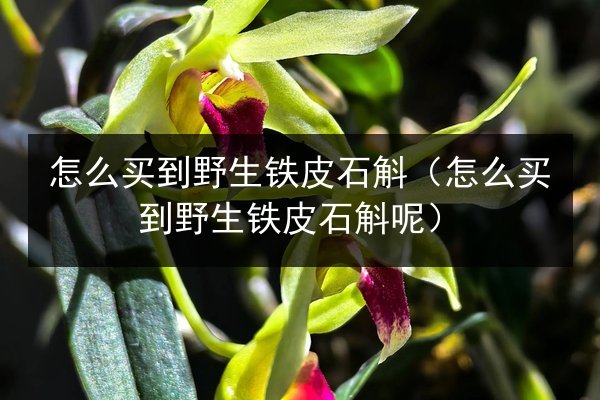怎么买到野生铁皮石斛(怎么买到野生铁皮石斛呢)