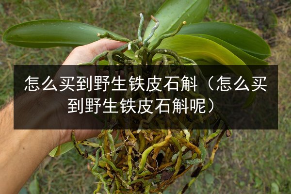怎么买到野生铁皮石斛(怎么买到野生铁皮石斛呢)