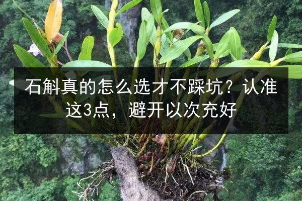 石斛真的怎么选才不踩坑?认准这3点,避开以次充好
