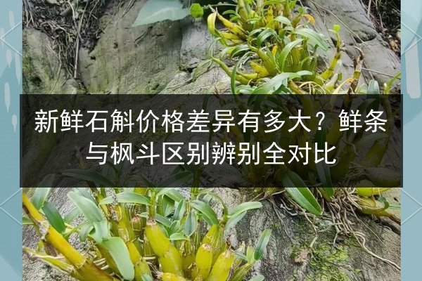 新鲜石斛价格差异有多大?鲜条与枫斗区别辨别全对比