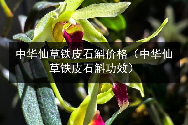 中华仙草铁皮石斛价格（中华仙草铁皮石斛功效）
