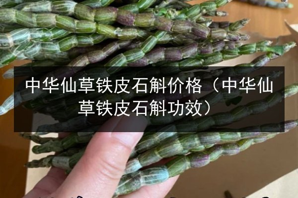 中华仙草铁皮石斛价格（中华仙草铁皮石斛功效）