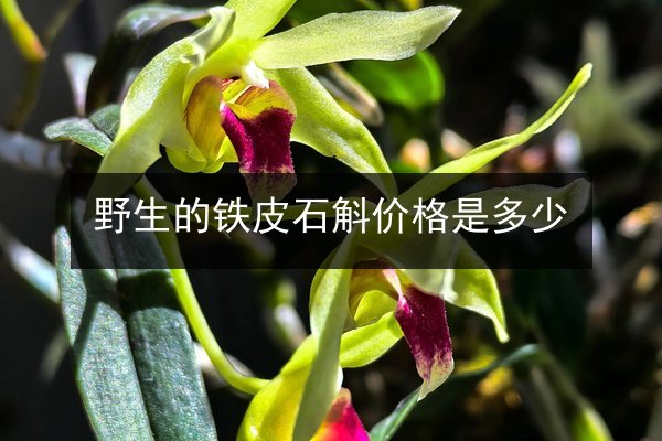 野生的铁皮石斛价格是多少