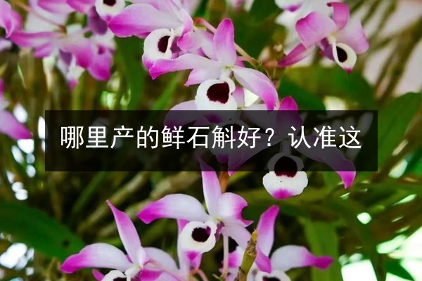 哪里产的鲜石斛好?认准这