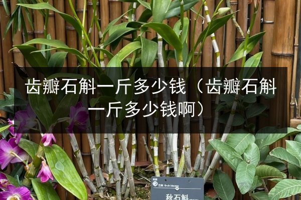 齿瓣石斛一斤多少钱(齿瓣石斛一斤多少钱啊)