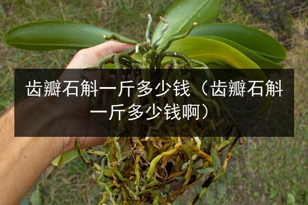 齿瓣石斛一斤多少钱(齿瓣石斛一斤多少钱啊)