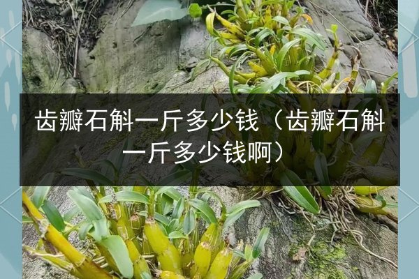 齿瓣石斛一斤多少钱(齿瓣石斛一斤多少钱啊)