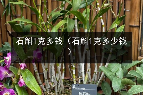 石斛1克多钱(石斛1克多少钱)