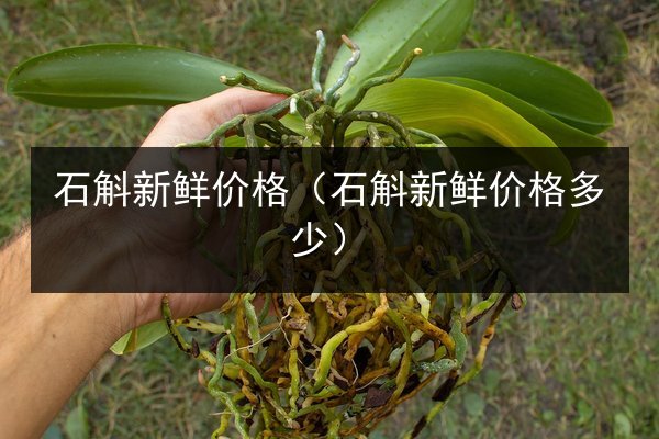 石斛新鲜价格(石斛新鲜价格多少)