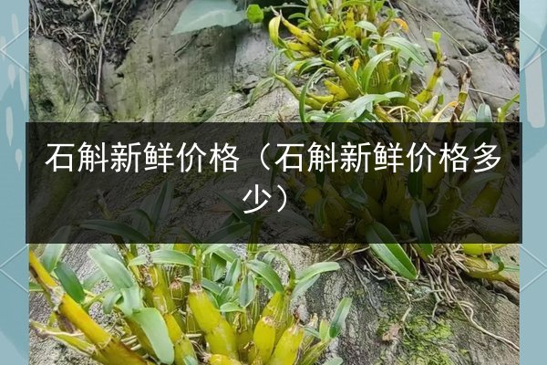 石斛新鲜价格(石斛新鲜价格多少)