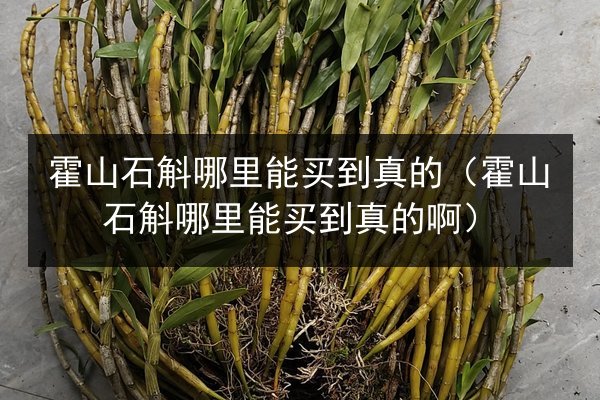 霍山石斛哪里能买到真的（霍山石斛哪里能买到真的啊）