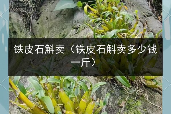铁皮石斛卖(铁皮石斛卖多少钱一斤)