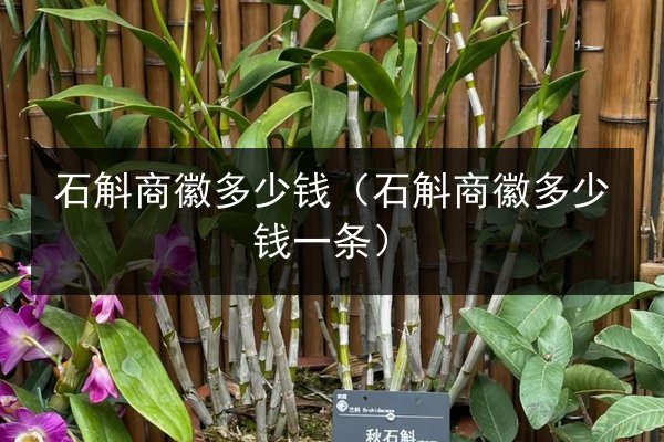 石斛商徽多少钱(石斛商徽多少钱一条)