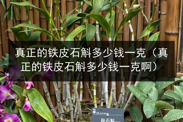 真正的铁皮石斛多少钱一克(真正的铁皮石斛多少钱一克啊)