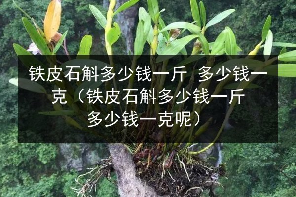 铁皮石斛多少钱一斤 多少钱一克(铁皮石斛多少钱一斤 多少钱一克呢)