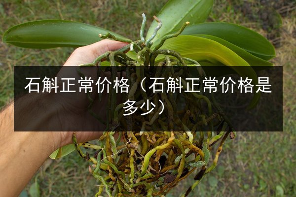 石斛正常价格(石斛正常价格是多少)