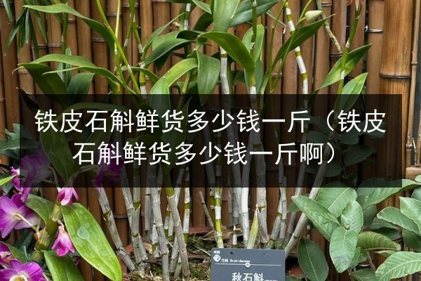 铁皮石斛鲜货多少钱一斤(铁皮石斛鲜货多少钱一斤啊)