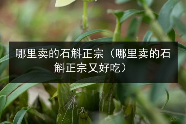 哪里卖的石斛正宗(哪里卖的石斛正宗又好吃)