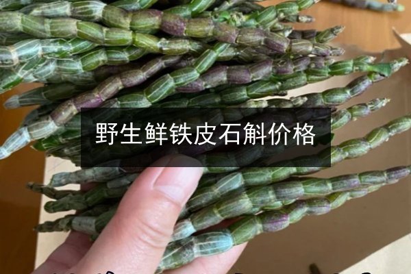 野生鲜铁皮石斛价格