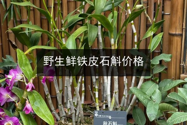 野生鲜铁皮石斛价格