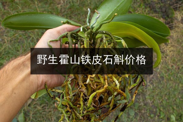 野生霍山铁皮石斛价格