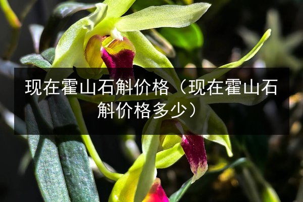 现在霍山石斛价格(现在霍山石斛价格多少)