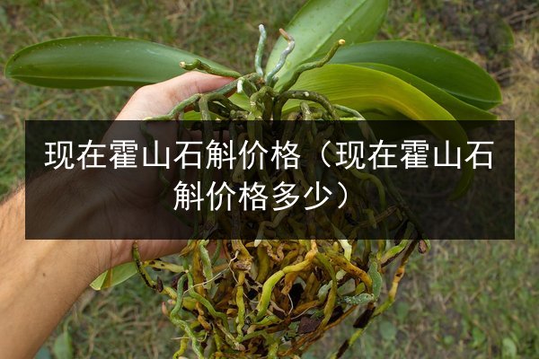 现在霍山石斛价格(现在霍山石斛价格多少)