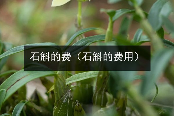 石斛的费(石斛的费用)
