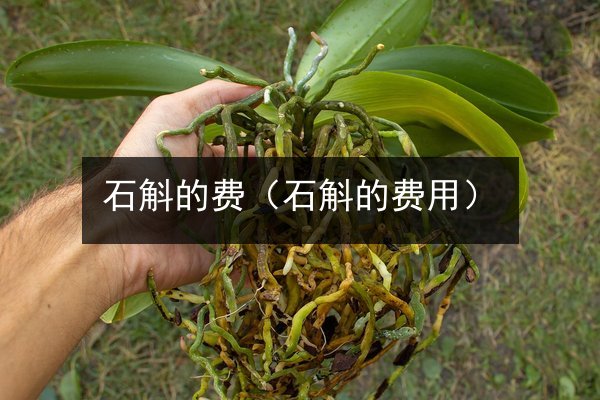 石斛的费(石斛的费用)