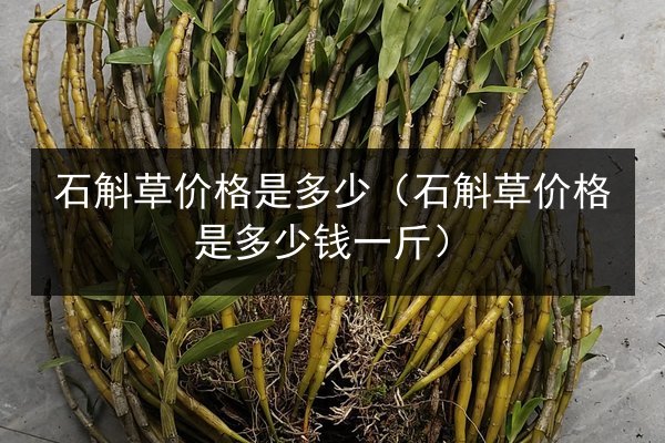 石斛草价格是多少（石斛草价格是多少钱一斤）