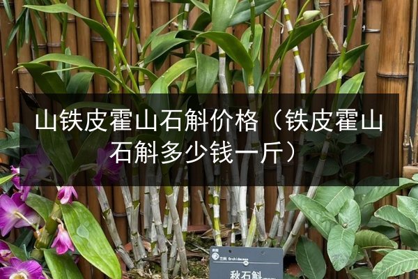 山铁皮霍山石斛价格(铁皮霍山石斛多少钱一斤)