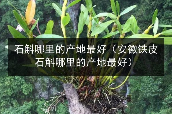 石斛哪里的产地最好（安徽铁皮石斛哪里的产地最好）