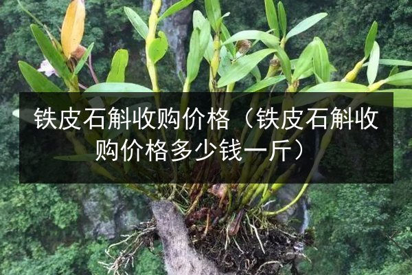 铁皮石斛收购价格(铁皮石斛收购价格多少钱一斤)