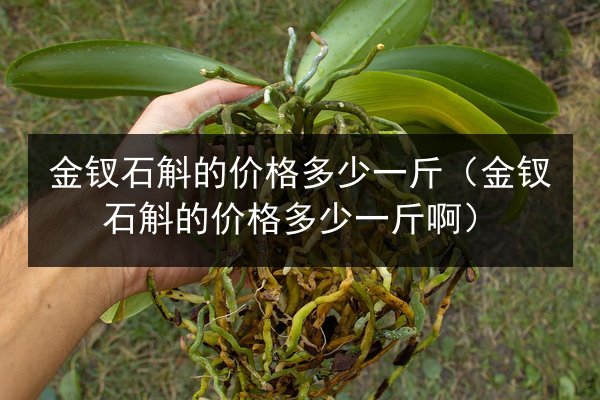 金钗石斛的价格多少一斤(金钗石斛的价格多少一斤啊)