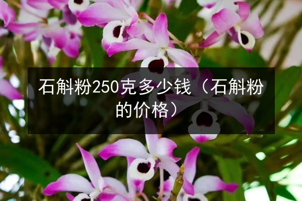 石斛粉250克多少钱(石斛粉的价格)