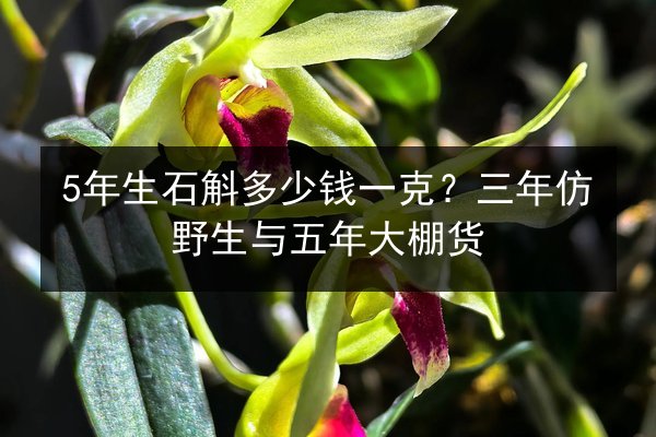 5年生石斛多少钱一克?三年仿野生与五年大棚货