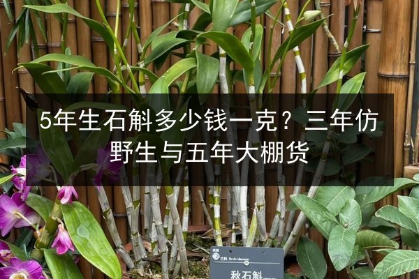 5年生石斛多少钱一克?三年仿野生与五年大棚货