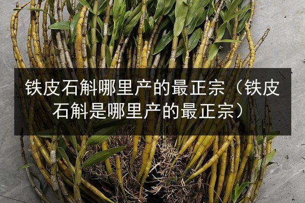 铁皮石斛哪里产的最正宗(铁皮石斛是哪里产的最正宗)