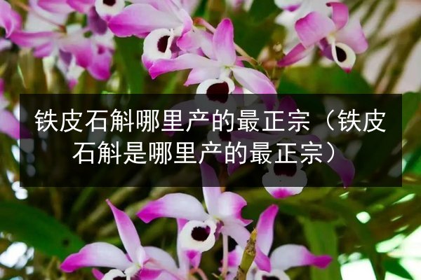 铁皮石斛哪里产的最正宗(铁皮石斛是哪里产的最正宗)