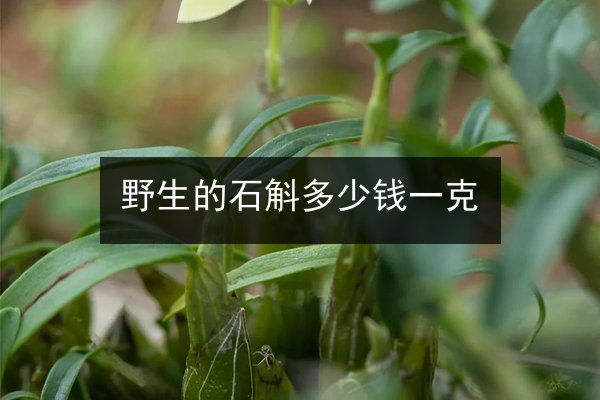 野生的石斛多少钱一克