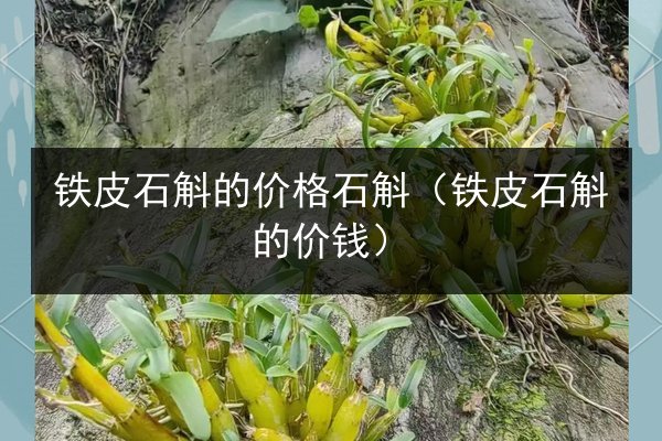 铁皮石斛的价格石斛（铁皮石斛的价钱）