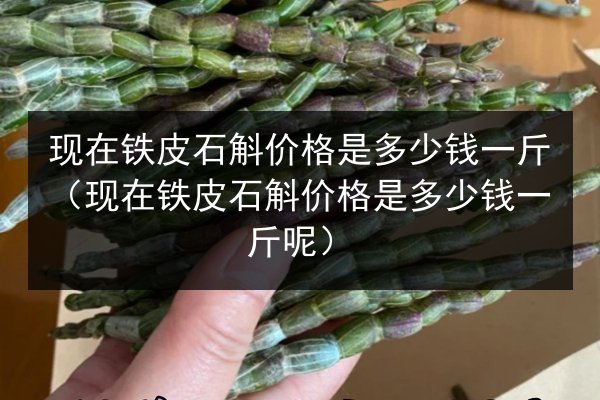 现在铁皮石斛价格是多少钱一斤(现在铁皮石斛价格是多少钱一斤呢)