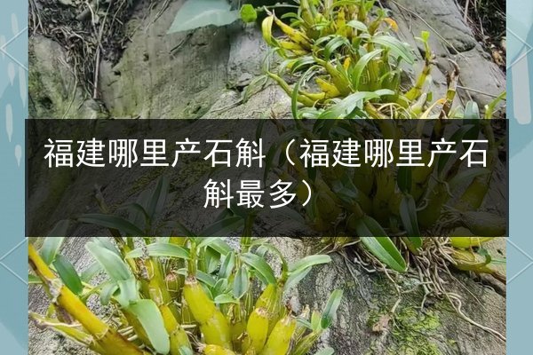 福建哪里产石斛(福建哪里产石斛最多)