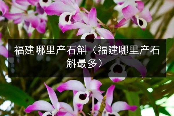 福建哪里产石斛(福建哪里产石斛最多)