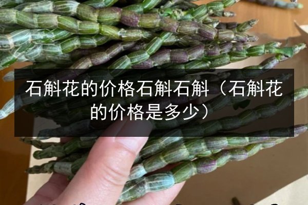 石斛花的价格石斛石斛(石斛花的价格是多少)
