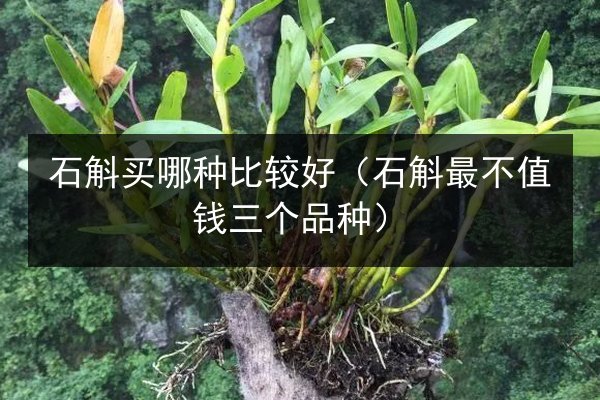 石斛买哪种比较好(石斛最不值钱三个品种)
