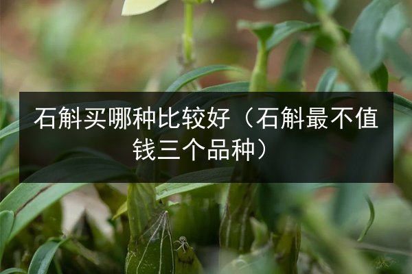 石斛买哪种比较好(石斛最不值钱三个品种)