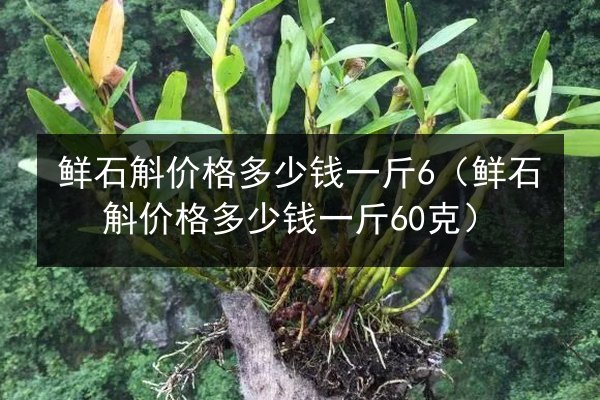 鲜石斛价格多少钱一斤6（鲜石斛价格多少钱一斤60克）