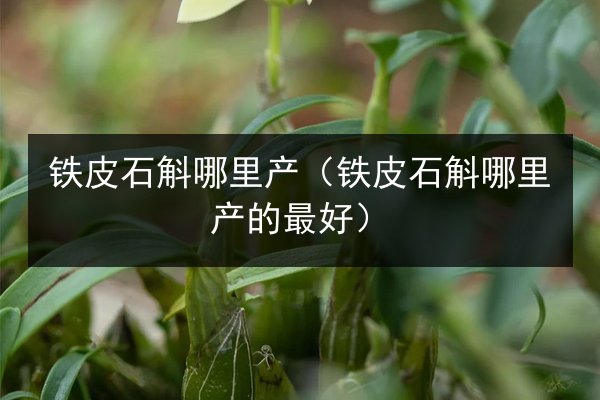 铁皮石斛哪里产（铁皮石斛哪里产的最好）
