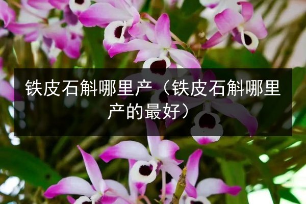铁皮石斛哪里产（铁皮石斛哪里产的最好）